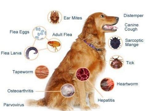 How to Maintain Your Dog's Health and Prevent Common Illnesses