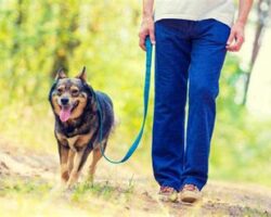 How to Properly Leash Train Your Dog for a Stress-Free Walk