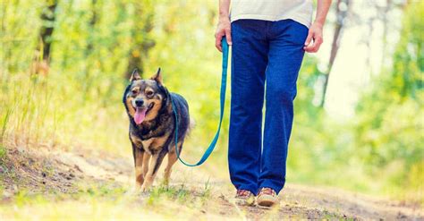 How to Properly Leash Train Your Dog for a Stress-Free Walk