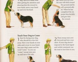 How to Train a Dog: A Step-by-Step Guide for Pet Owners