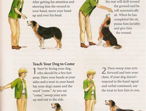 How to Train a Dog: A Step-by-Step Guide for Pet Owners