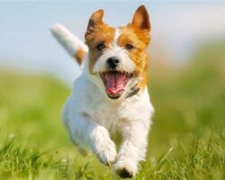 Independent Dog Breeds for Self-Sufficient Owners