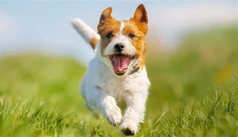 Independent Dog Breeds for Self-Sufficient Owners