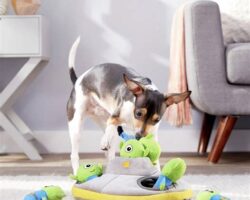 Interactive and Exciting: Top Dog Toys for Hide and Seek Playtime