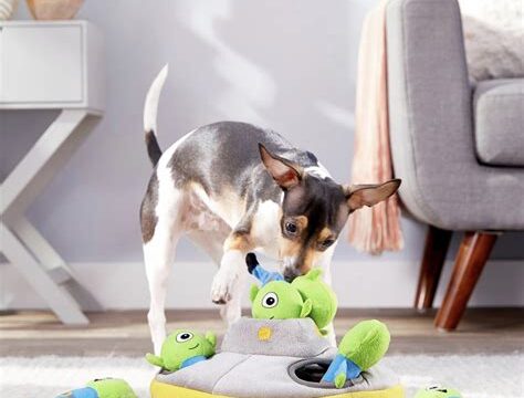 Interactive and Exciting: Top Dog Toys for Hide and Seek Playtime