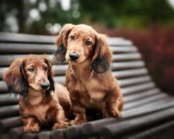 Longest Living Dog Breeds for a Lifetime of Love