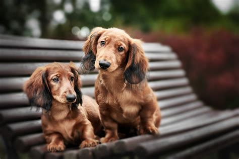 Longest Living Dog Breeds for a Lifetime of Love