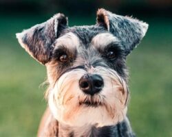 Low Shedding Dog Breeds for Minimal Grooming