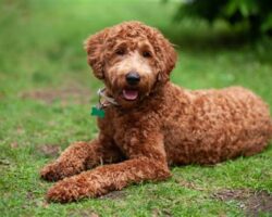 Most Affectionate Dog Breeds for Cuddly Companionship