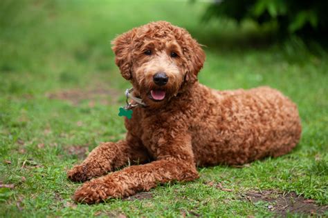 Most Affectionate Dog Breeds for Cuddly Companionship