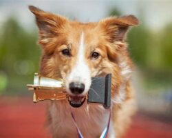 Most Intelligent Dog Breeds for Training Success