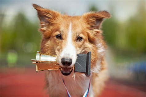 Most Intelligent Dog Breeds for Training Success