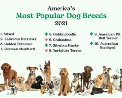 Most Popular Dog Breeds in America