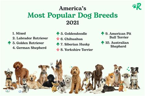 Most Popular Dog Breeds in America