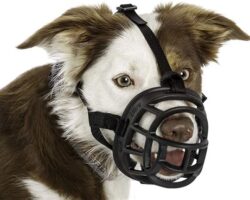 Muzzling Misbehavior: Training Your Dog to Wear a Muzzle