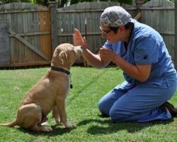 Obedience Training for Dogs: Teaching Your Pet Good Behavior