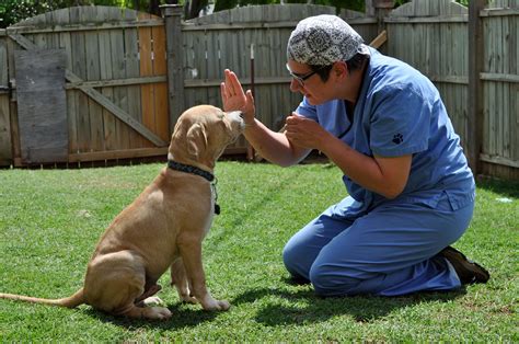 Obedience Training for Dogs: Teaching Your Pet Good Behavior