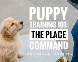 Puppy Training 101: Setting Your New Pup Up for Success