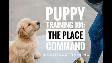 Puppy Training 101: Setting Your New Pup Up for Success