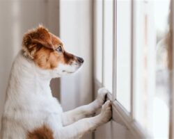 Quiet Dog Breeds That Prefer Peace and Quiet