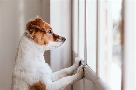 Quiet Dog Breeds That Prefer Peace and Quiet