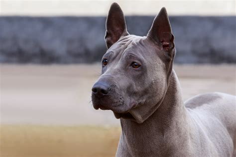 Rare Dog Breeds That Make Unique Pets