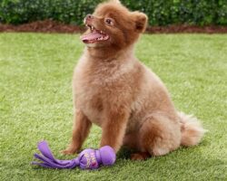 Small Dog, Big Fun: Choosing the Best Dog Toys for Small Breeds