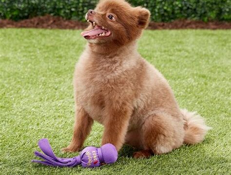 Small Dog, Big Fun: Choosing the Best Dog Toys for Small Breeds