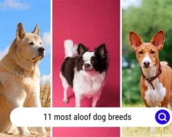 Standoffish Dog Breeds That Prefer Their Space