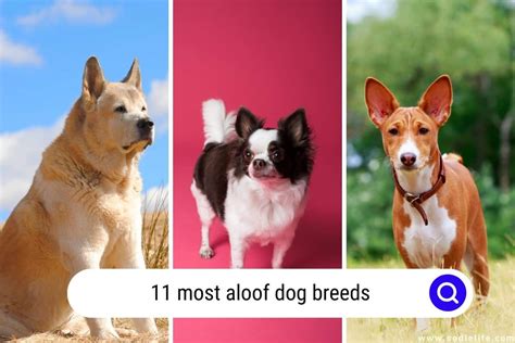 Standoffish Dog Breeds That Prefer Their Space