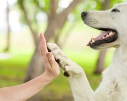 The Benefits of Dog Training Classes for Your Canine Companion