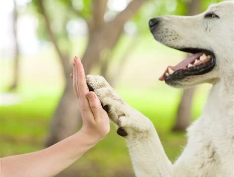 The Benefits of Dog Training Classes for Your Canine Companion