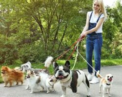 The Benefits of Hiring a Dog Sitter for Your Four-Legged Friend
