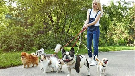 The Benefits of Hiring a Dog Sitter for Your Four-Legged Friend