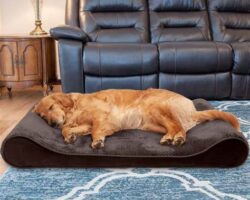 The Best Dog Beds for Ultimate Comfort and Quality Sleep