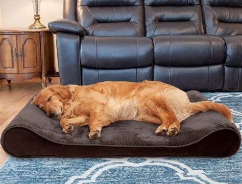 The Best Dog Beds for Ultimate Comfort and Quality Sleep