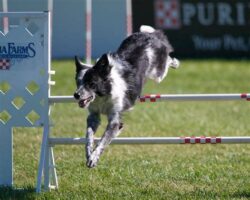 The Best Dogs for Agility Training and Competitions