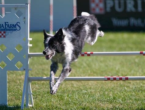 The Best Dogs for Agility Training and Competitions