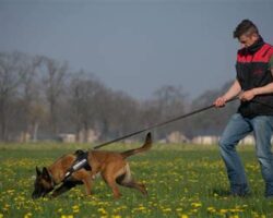 The Best Dogs for Tracking and Scent Work