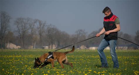 The Best Dogs for Tracking and Scent Work