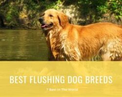 The Best Flushing Dog Breeds for Field Sports