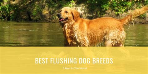 The Best Flushing Dog Breeds for Field Sports