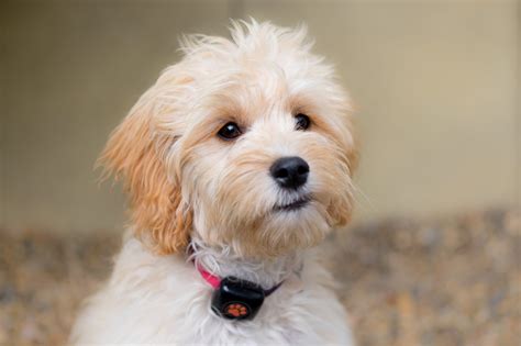 The Best Hypoallergenic Dogs for Allergy Sufferers