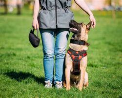 The Dog Training Vest: A Tool for Success in Training
