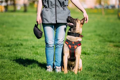 The Dog Training Vest: A Tool for Success in Training