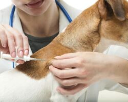 The Essential Vaccinations Every Dog Owner Should Know Abo