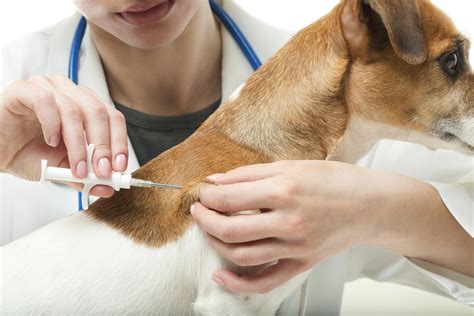 The Essential Vaccinations Every Dog Owner Should Know Abo