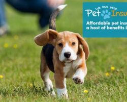 The Importance of Dog Insurance for Unexpected Veterinary Expenses