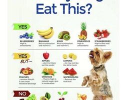 The Importance of Proper Nutrition for Your Dog's Health