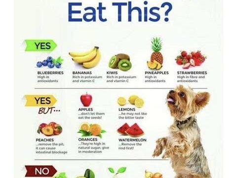 The Importance of Proper Nutrition for Your Dog's Health